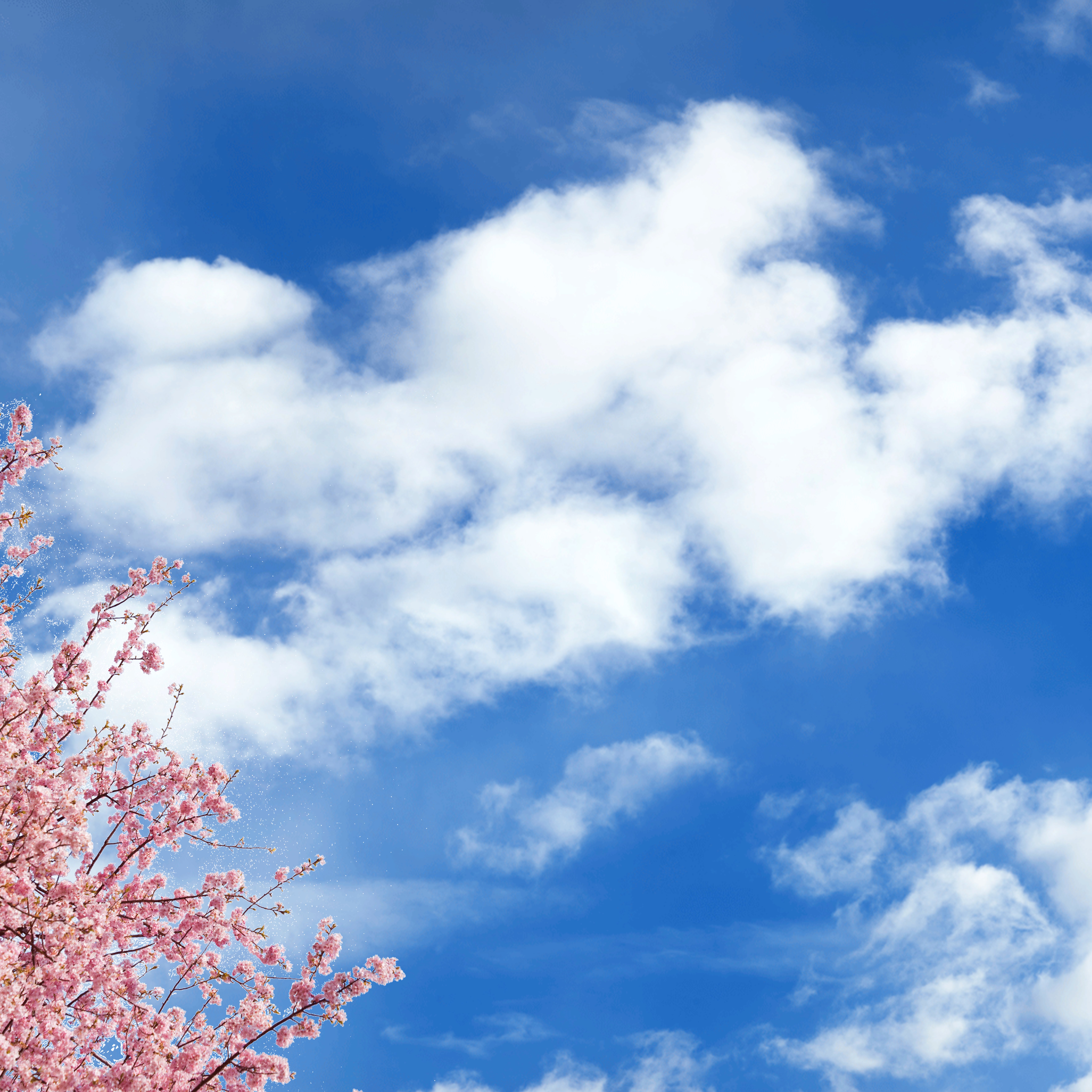 Sky1 + Cherry Blossom - LED Sky Ceiling Panel Image