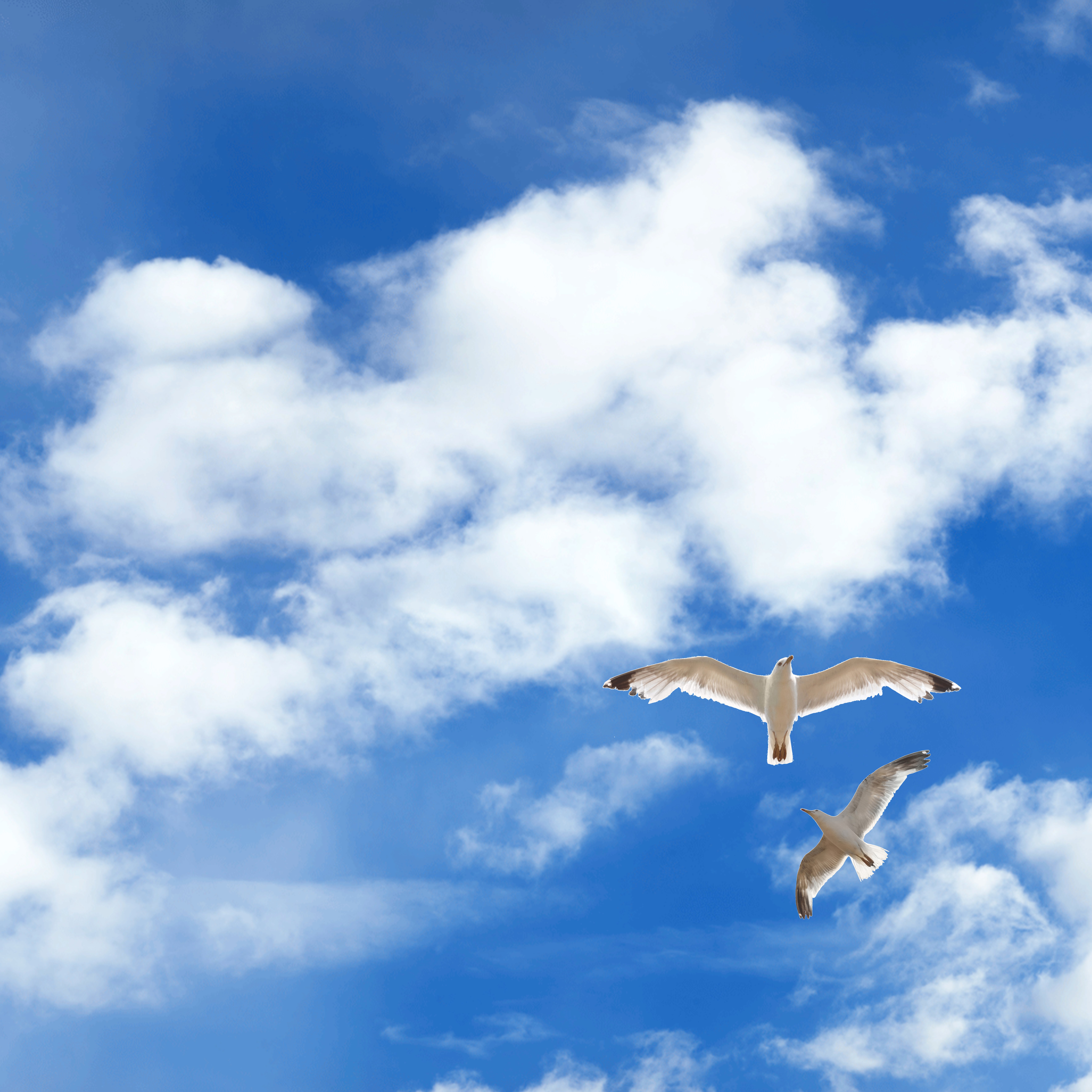 Sky1 + Seagulls - LED Sky Ceiling Panel Image