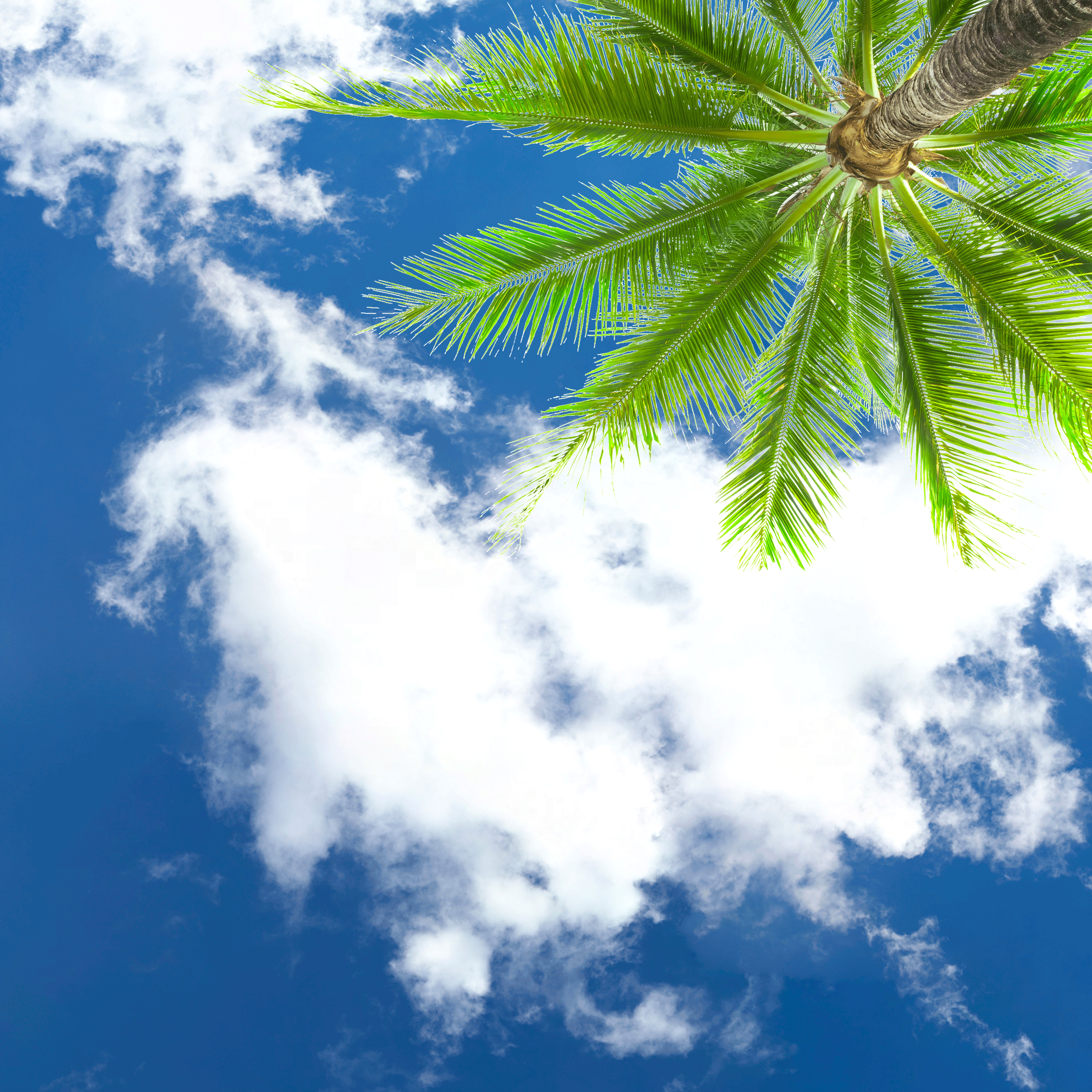 Sky3 + Palm Tree - LED Sky Ceiling Panel Image