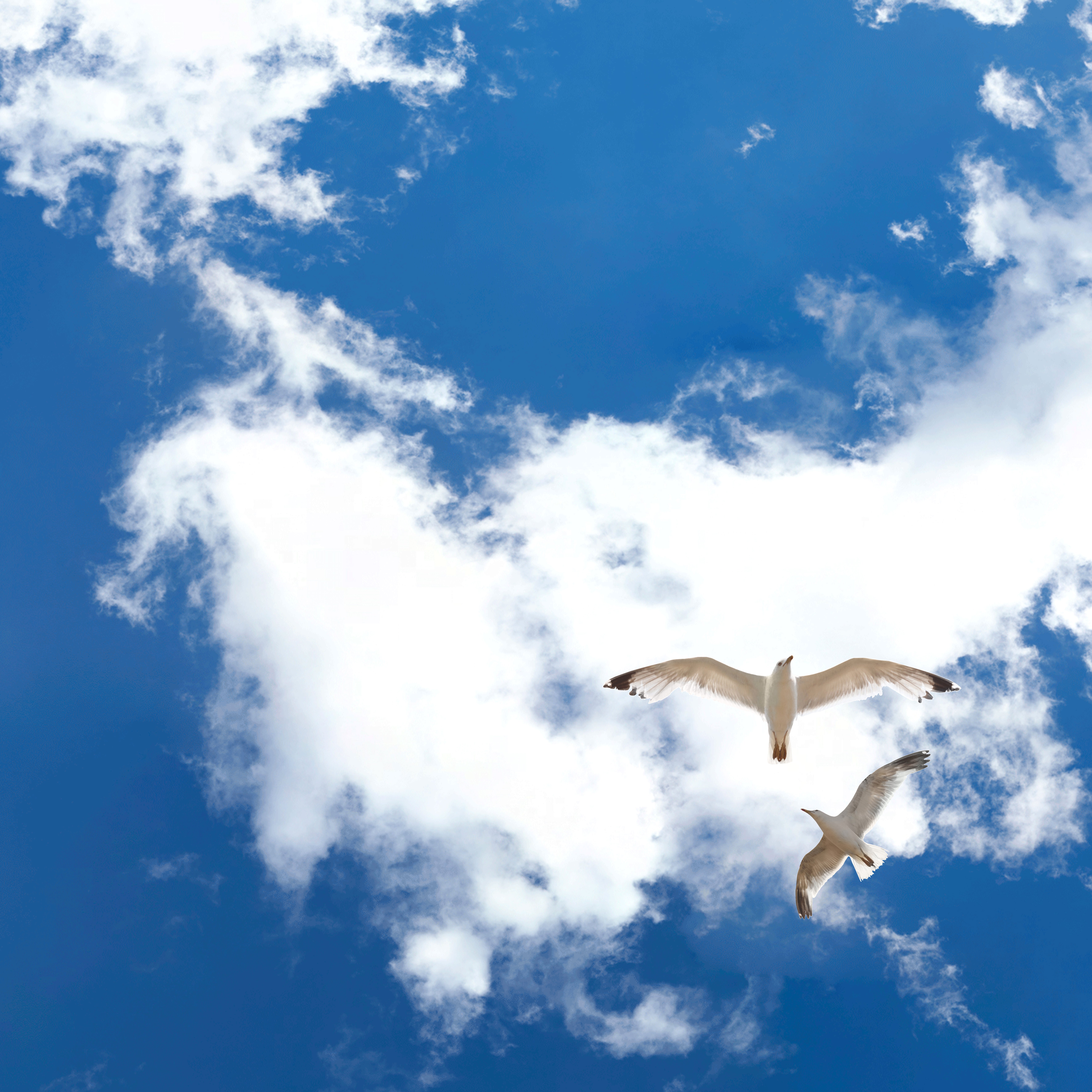 Sky3 + Seagulls - LED Sky Ceiling Panel Image