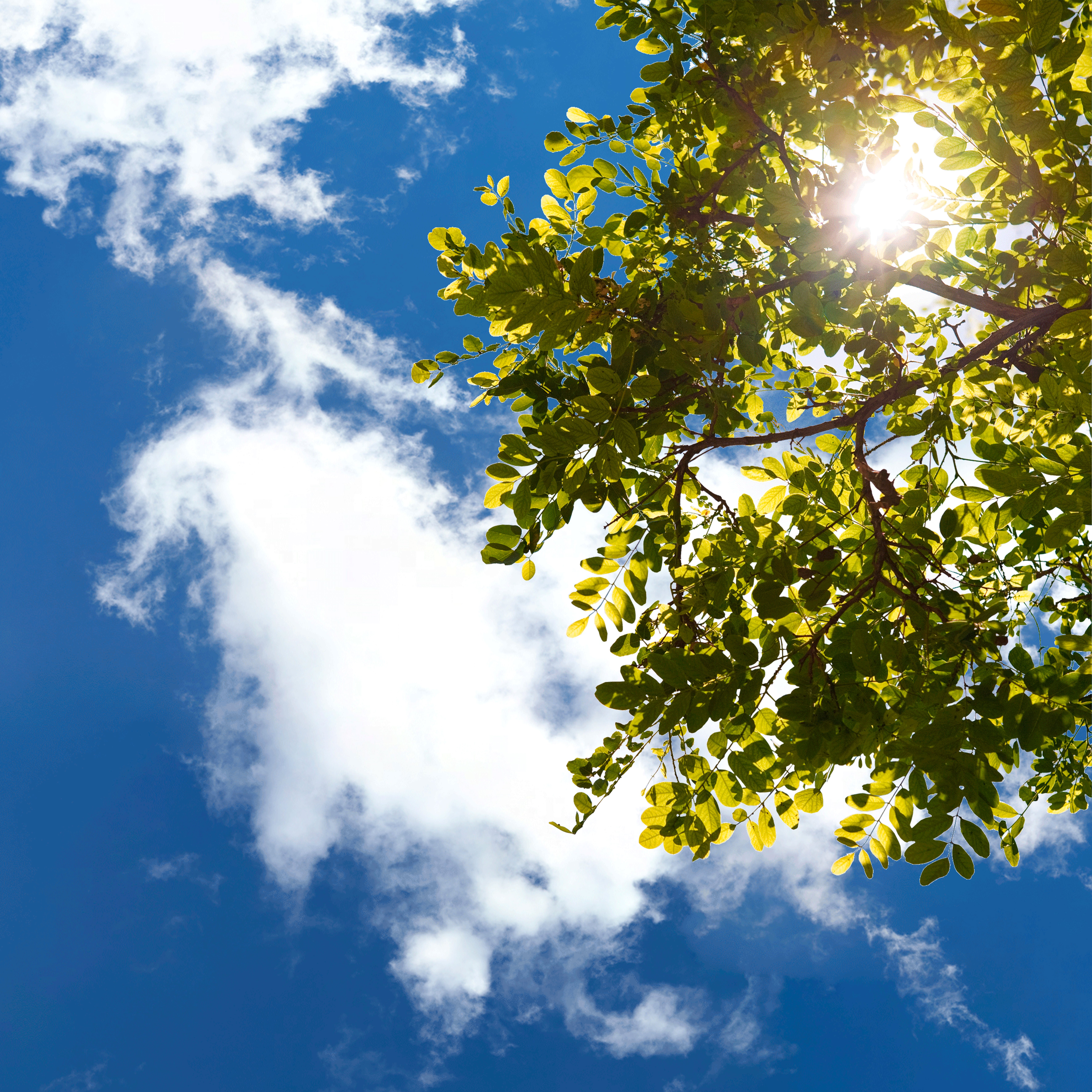 Sky3 + Treebranch - LED Sky Ceiling Panel Image