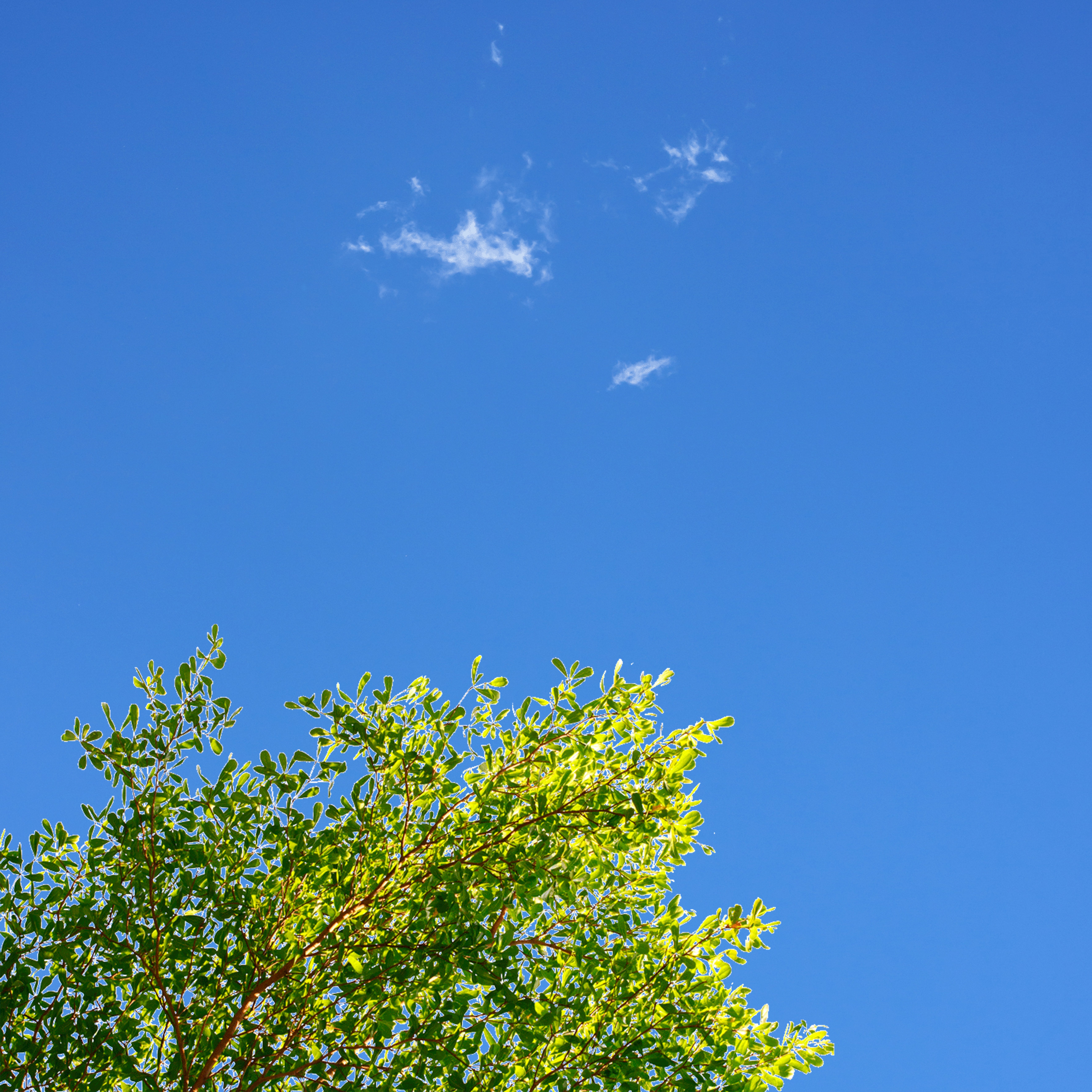 Sky6 - Branches