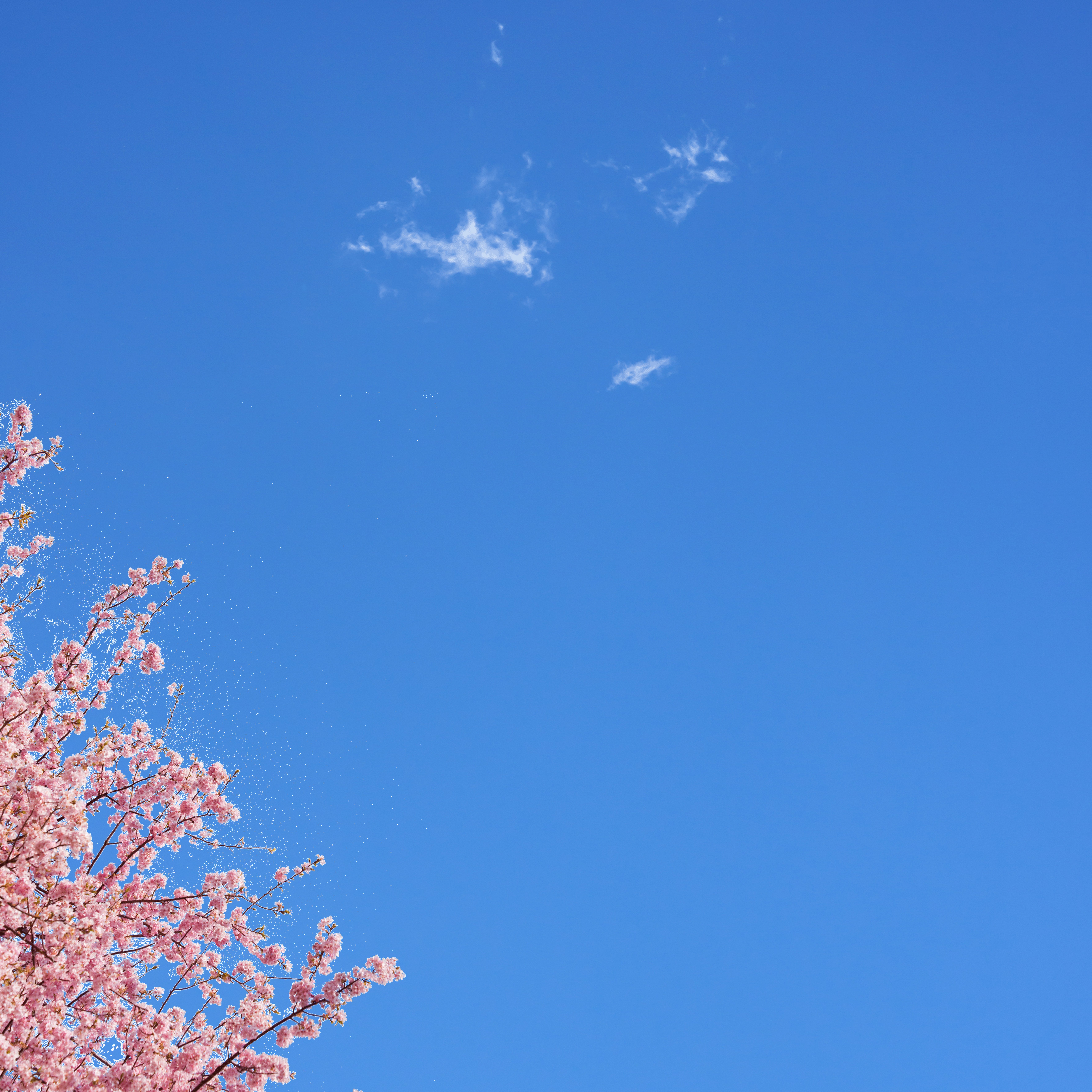 Sky6 - Cherry Blossom
