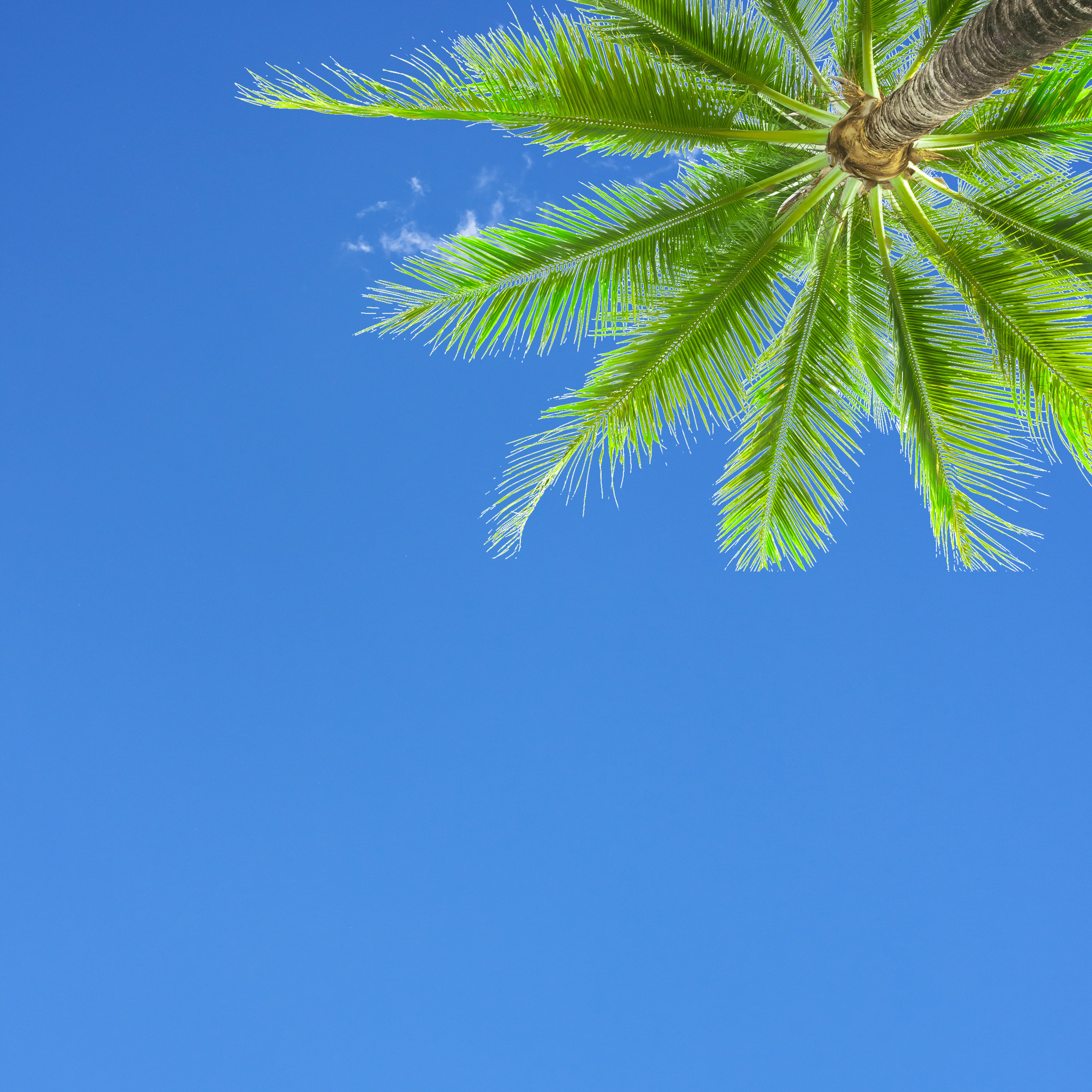 Sky6 - Palm Tree