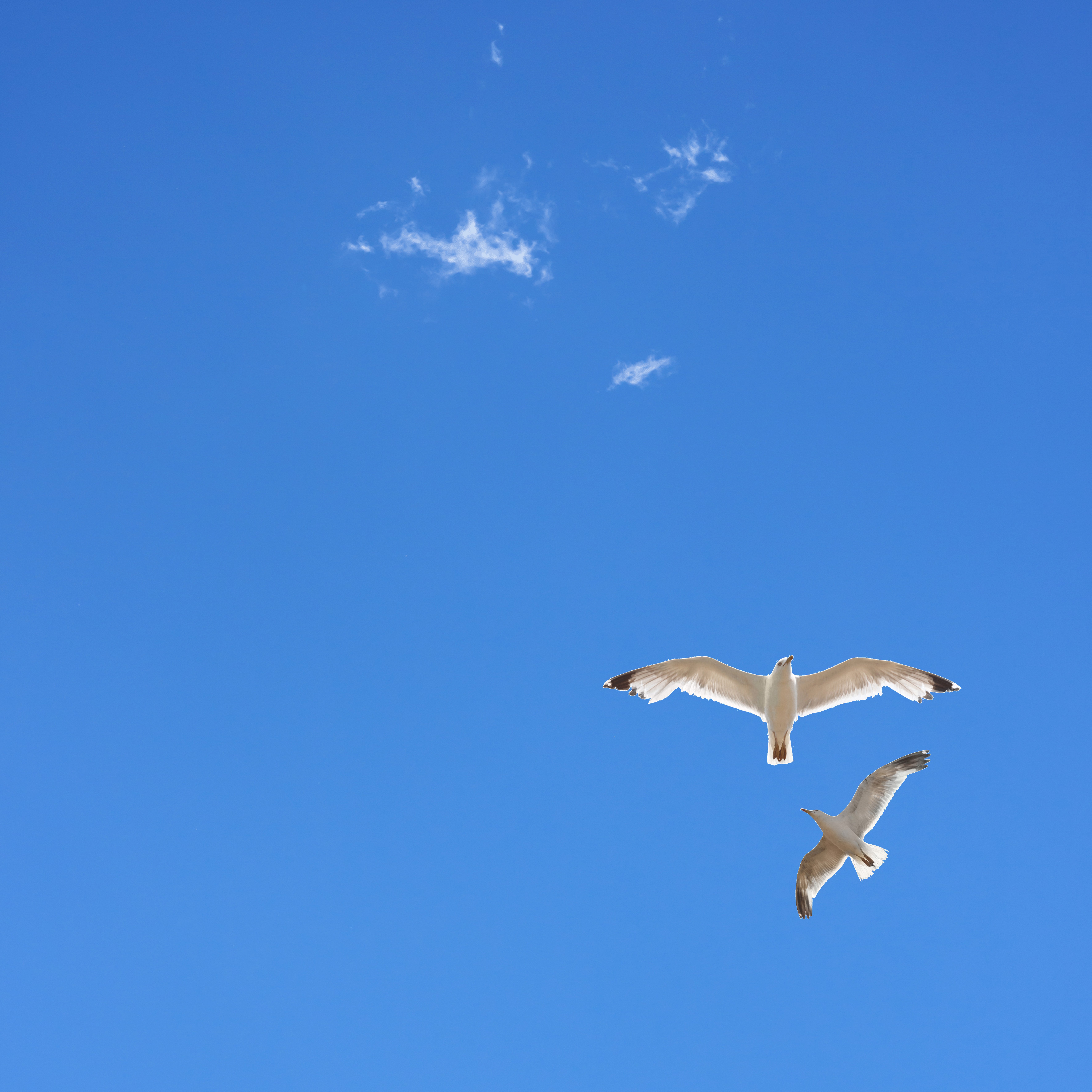 Sky6 - Seagulls
