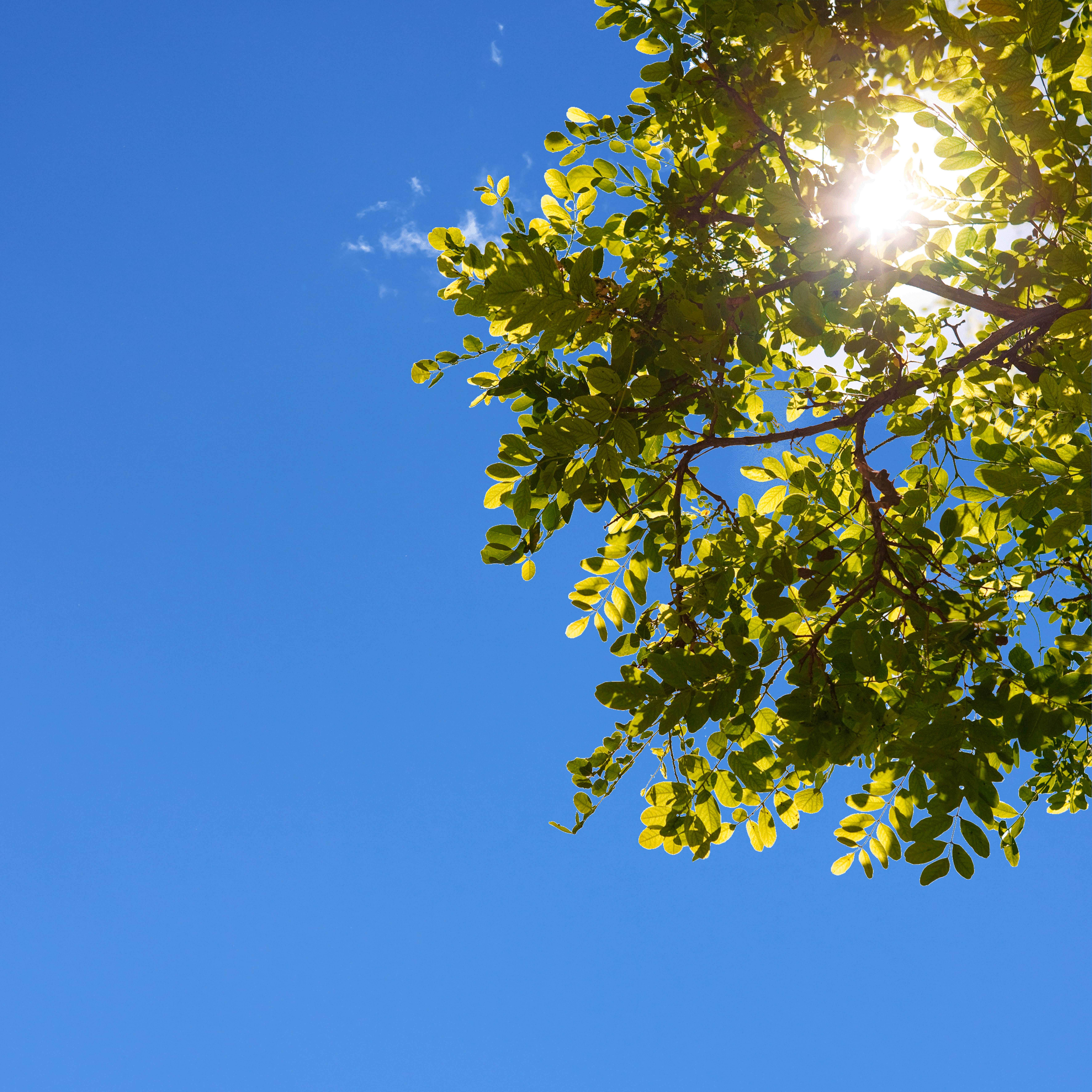 Sky6 - Treebranch