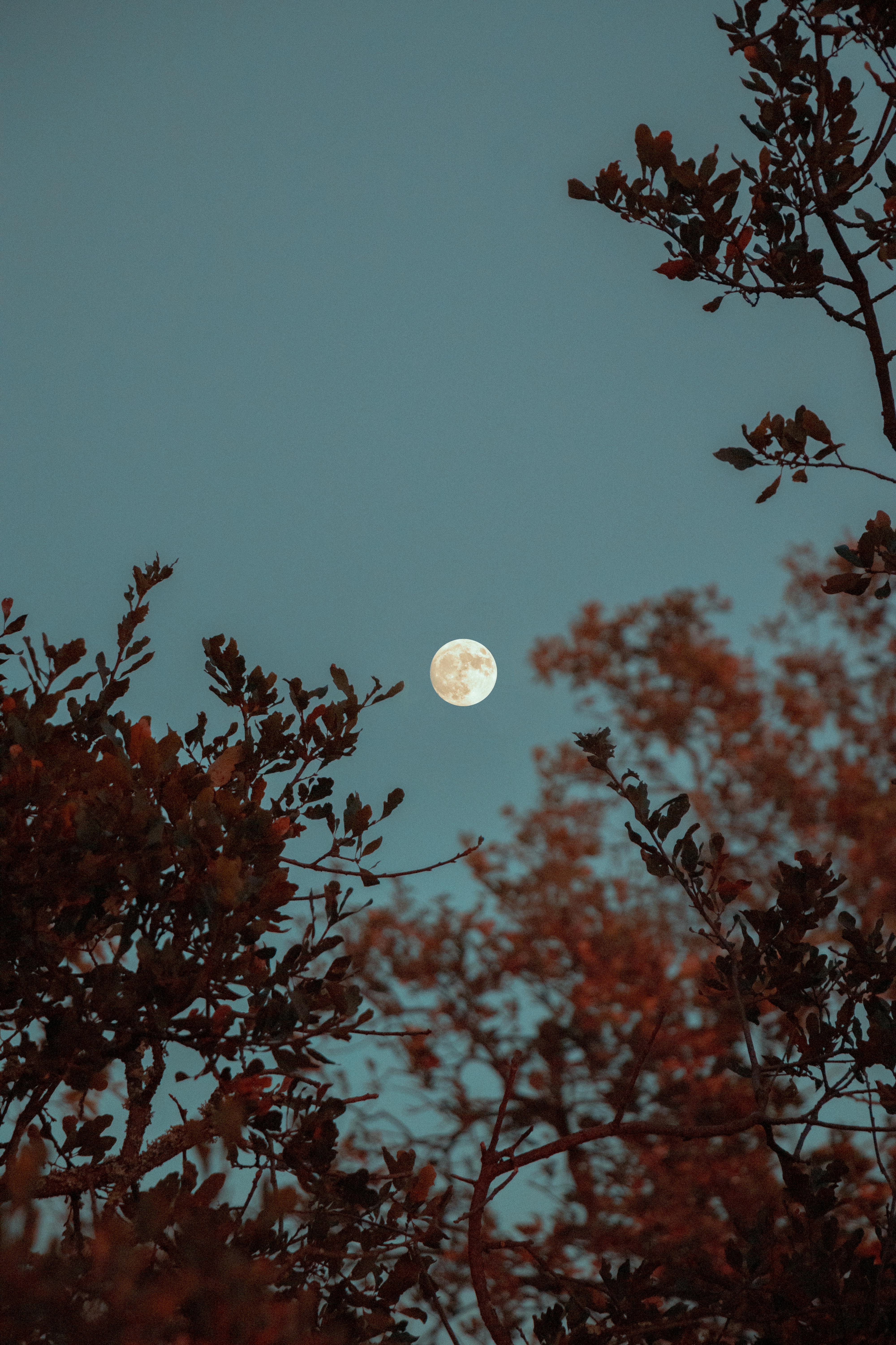 Moon in Treetops