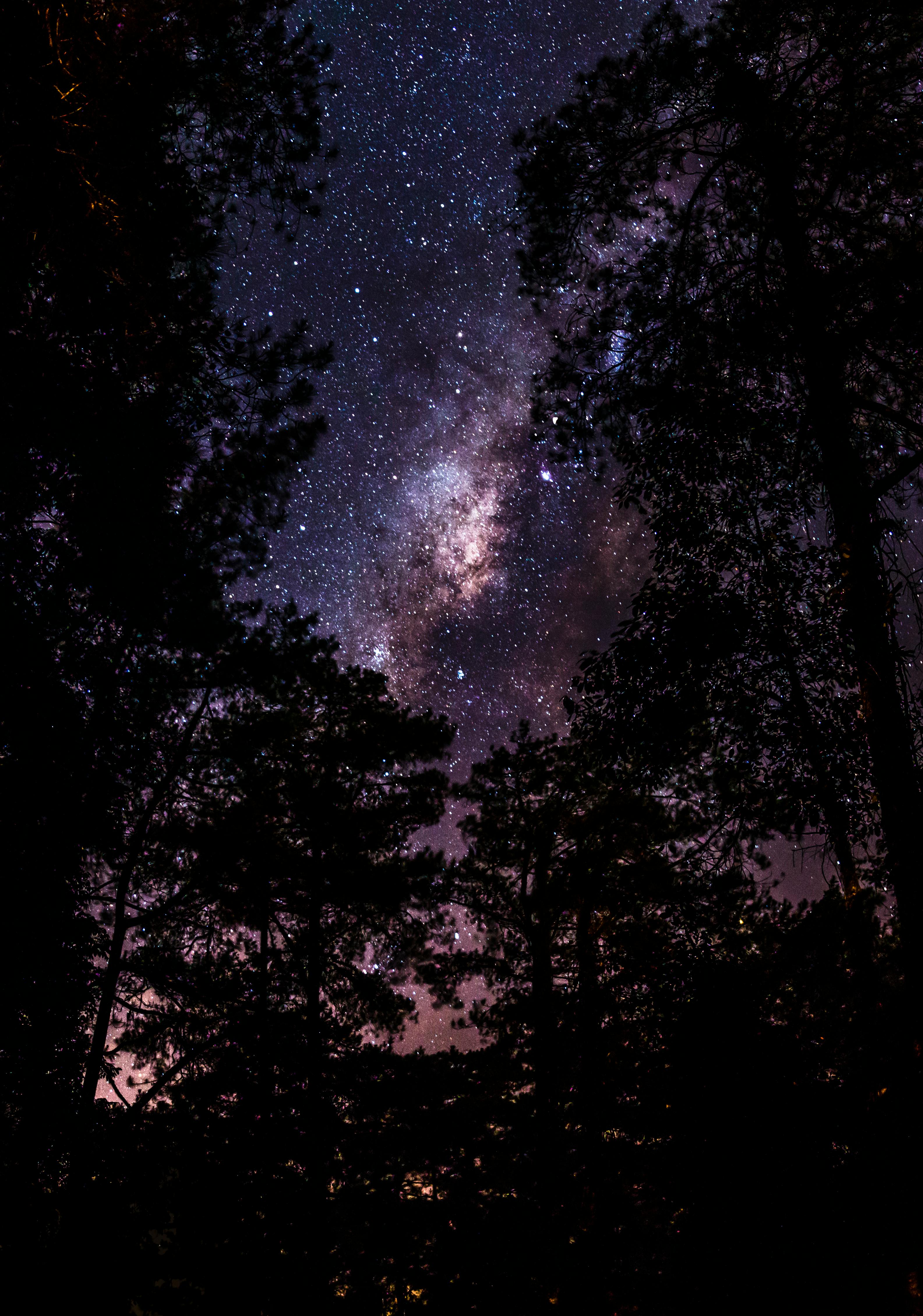 Starry Sky Through Tree Tops